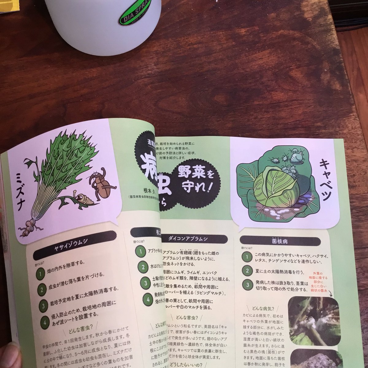 Studio Takeuma 21日発売のnhkテキストやさいの時間にミズナを描きました故 予約是非 過去に描いた葉野菜と並べて ミズナ キクナ ワサビナ ホウレンソウどす