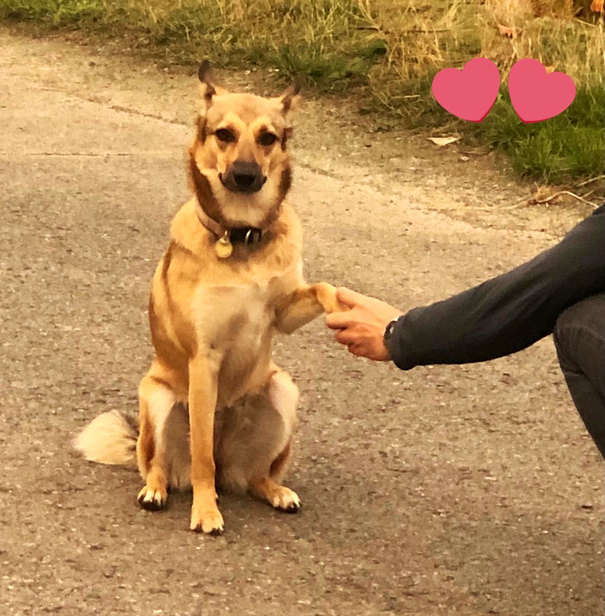 MelLoeven's tweet photo. Meet my #knuffelcontacte! Today on #WorldKindnessDay, let’s give each other a hand. Or a paw. But make #kindness the norm. https://t.co/0g3LzzqP0B
