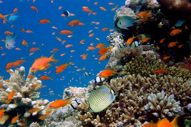 Mer et Pêche tweet media