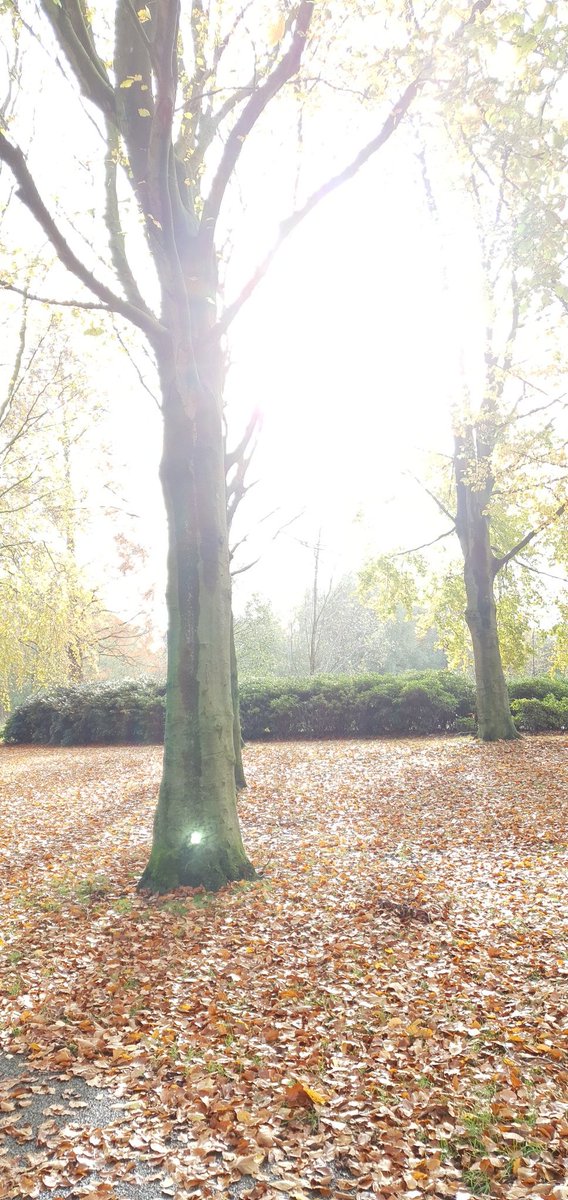 BorgonjenMargo's tweet photo. Goodmorning. It's magical outside 🍂🍁 https://t.co/17iMxP0xhA