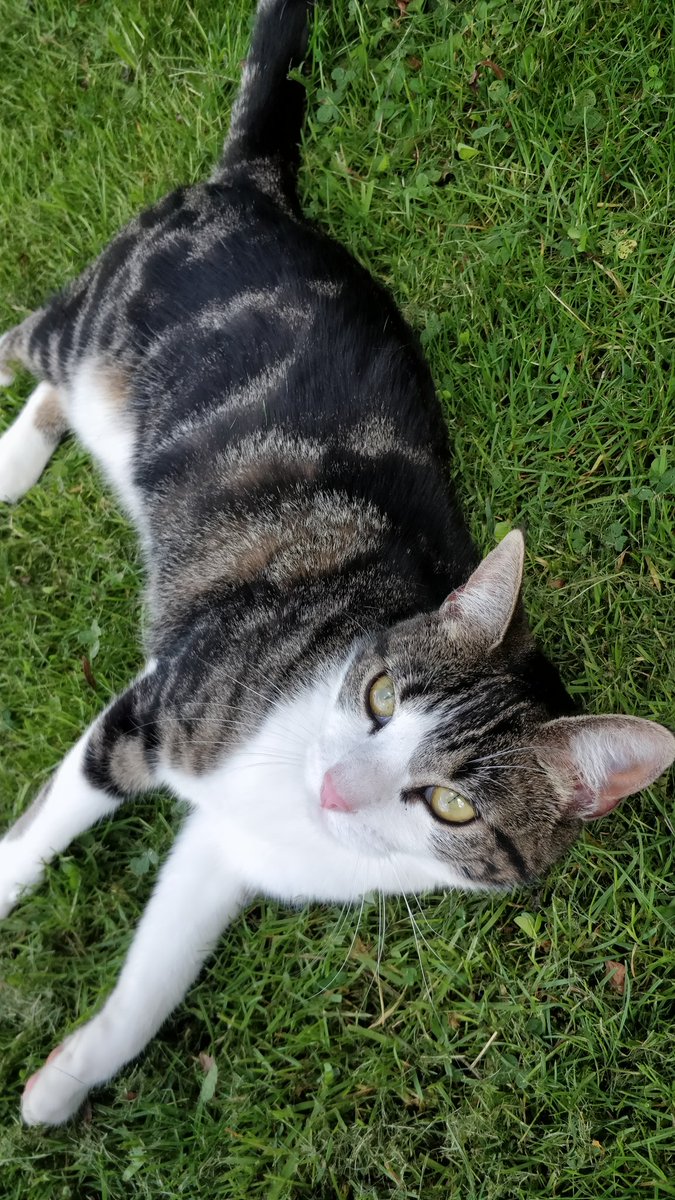 Paulinedemunck's tweet image. VERMIST

Onze lieve poes is sinds gisteren ochtend niet meer terug thuis gekomen... Ze luistert naar de naam Katje en ze is een sociale, kleine kat 

Moest je haar gezien hebben, laat het mij asjeblieft weten, we missen haar enorm 🥺
Regio Kontich/Aartselaar

RT please 🥺😥