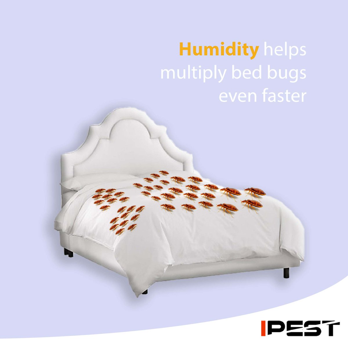 IpestM's tweet photo. Bed bugs can easily and quickly multiply over our climatic conditions due to our humidity in singapore. A few bed bugs can actually become a huge infestation that can multiply into more than tens of thousands or more. 

#ipest #pest #infestation  #bedbugs #singapore #sgpest https://t.co/eD0nsRlP0c