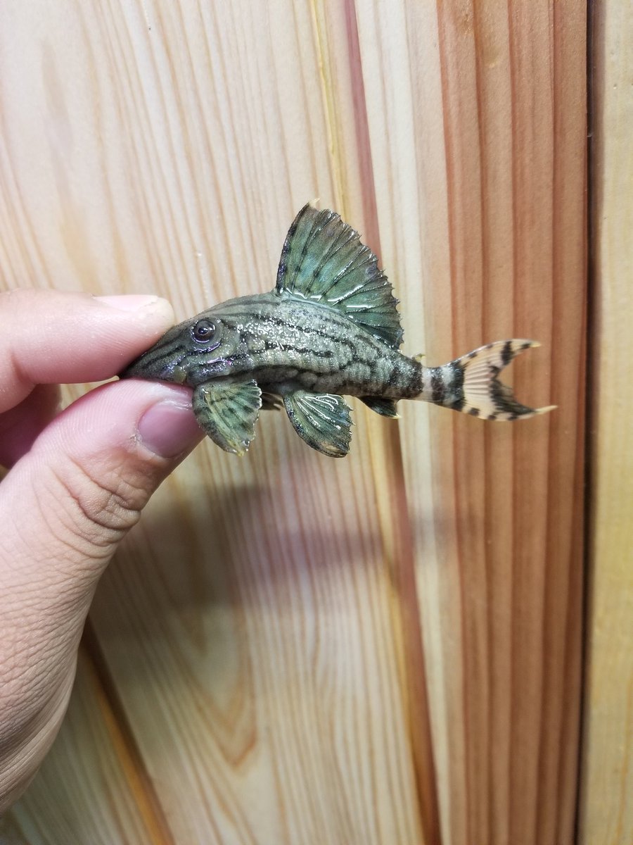 ATCompany10's tweet photo. 急遽、南米からお魚届きましたので
私たちも急遽明日からプレオープンします!!
色々マニアックな魚も入ってますよ✨
写真のグリーンロイヤル、アピストリネアタ等々いい感じです‼
是非お越しください
因みに安さは自慢です笑
岐阜県大垣市長沢町5-50-1
営業時間14時～19時

#南米便
#熱帯魚 https://t.co/Qr12ppON3w