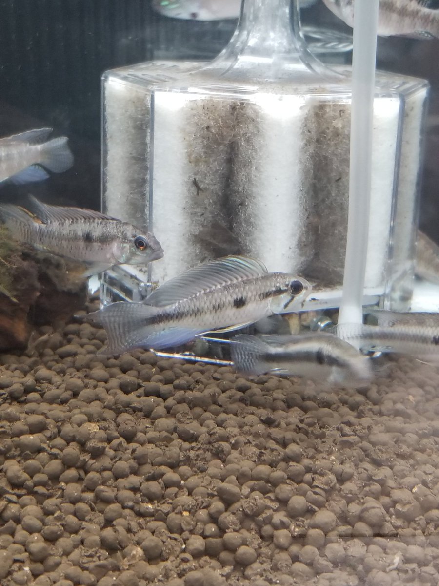 ATCompany10's tweet photo. 急遽、南米からお魚届きましたので
私たちも急遽明日からプレオープンします!!
色々マニアックな魚も入ってますよ✨
写真のグリーンロイヤル、アピストリネアタ等々いい感じです‼
是非お越しください
因みに安さは自慢です笑
岐阜県大垣市長沢町5-50-1
営業時間14時～19時

#南米便
#熱帯魚 https://t.co/Qr12ppON3w