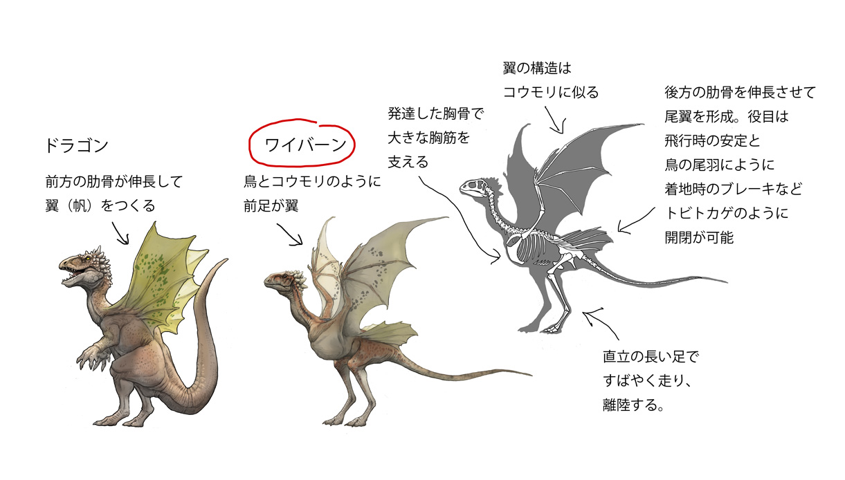 川崎悟司 ドラゴン系幻獣 ワイバーン ドラゴンは４足 翼だけど ワイバーンは２足 翼 前足２足が翼になり 鳥 コウモリ 翼竜 と同じだ 後方の肋骨を伸長させて尾翼をつくり 鳥の尾羽のようにしてみました T Co G9us6t1uxv Twitter