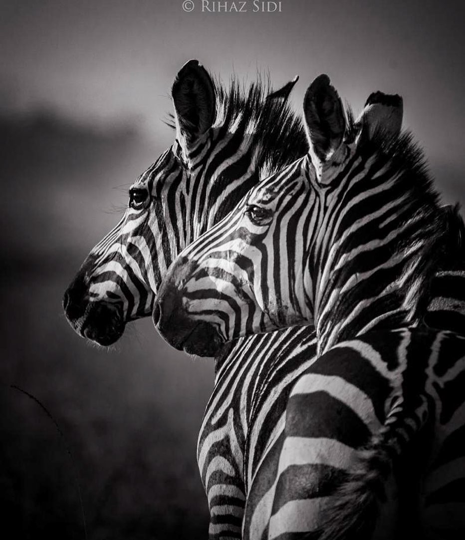 bushandbeyond's tweet photo. It may look like things are black &amp; white but there are always shades of gray! 
Photo by Rihaz Sidi
#zebra #theemakoko #thisisnairobi #wildlifewildliving #nairobinationalpark #emakoko_naturally https://t.co/Fem3ChcUij