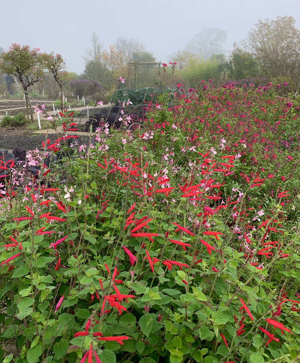This morning’s mist clouds the salvias. Tomorrow we open to wanderers and wonderers seeking peace in the great autumnal outdoors. Today for us is all about preparation.