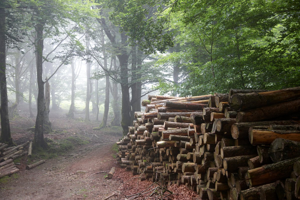 neiker_BRTA's tweet photo. En España sólo se emplea el 30% de la #madera forestal 🌲 en estructuras y carpintería, los usos de mayor valor. A través del grupo #GENMAC hemos estudiado cómo hacer más competitivo y sostenible este sector. En este vídeo, nuestras conclusiones.
👉https://t.co/5YDQn3uUus https://t.co/yBicvcDgRM
