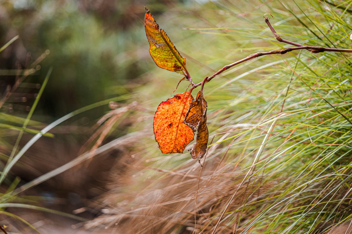 idlunked's tweet photo. Be courageous and stand like these leaves!
.
.
.
#Canon #CanonIndia #CanonAsia #CanonShooter #Canon200dii #CanonEOS #Canonphotography #ShotOnCanon #ShotOn200Dii #MyCanonStory https://t.co/AB5vn4Xvqy