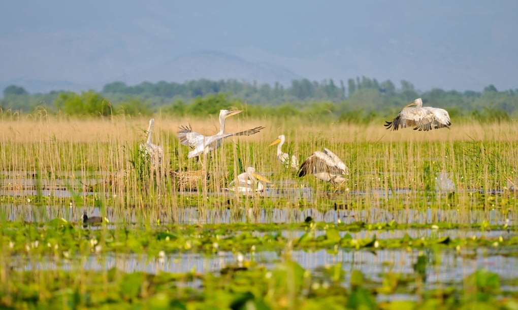 2. Once upon a time, into the Roman Occupation (43AD) and beyond, the Dalmatian pelican was our largest British bird. Breeding, at least, in the marshland deltas of Somerset & East Anglia, the peat-land fossil record attests firmly to its presence.