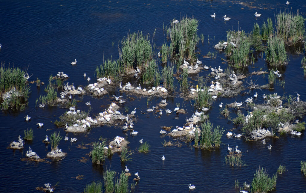 7. Imagine if, each year, over centuries, our art galleries were plundered, the human death rate greatly increased and our societies fell into ruin and emptiness. We wouldn’t accept that for ourselves. In my view, we shouldn’t for our ecosystems & fellow species, either.