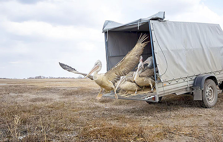 11. And yet, even with many of our marshlands now being restored, created & joined up, Dalmatian pelicans will not magically re-appear. They have no natal memory of Britain – and so, having taken them out, we – as the species in charge in the Anthropocene – must put them back.