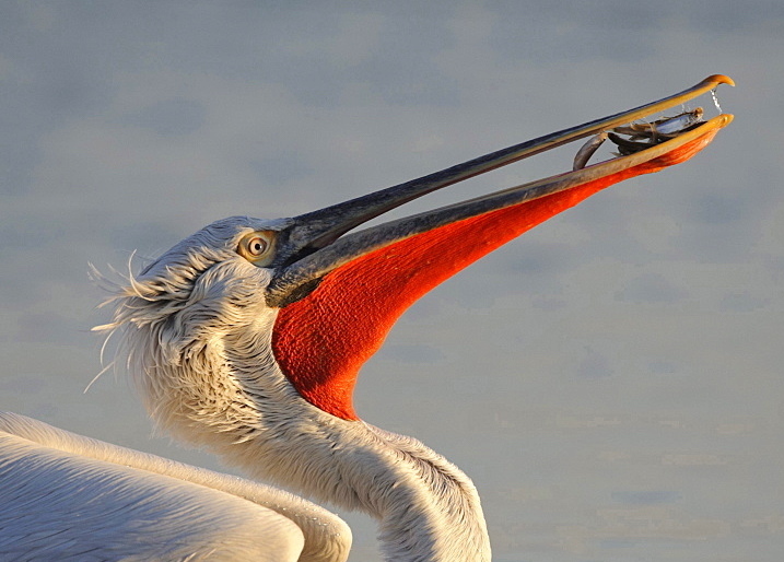 16.  Based on current calculations, there are perhaps 3-4 sites in East Anglia suitable for hosting nesting – but feeding would happen throughout. Dalmatians don’t ‘gang-fish’ like other pelicans – in fact, they tend to spread out. Each will eat around 1.2kg of fish per day.