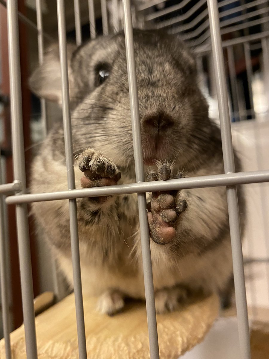 zoewry1999's tweet photo. How’s a chinchilla breeder’s life? #chinchilla #pet #arin2610 https://t.co/EPNyB6oddM