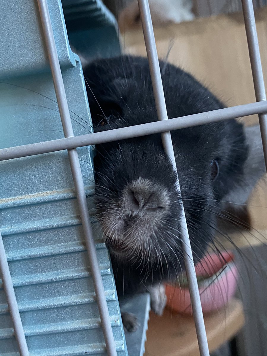 zoewry1999's tweet photo. How’s a chinchilla breeder’s life? #chinchilla #pet #arin2610 https://t.co/EPNyB6oddM