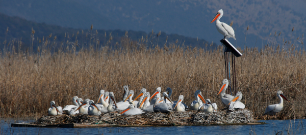 15.  After a successful reintroduction, young pelicans would take a few years to orientate themselves, before committing to nest. When they do, pelicans are fussy. They nest, loosely aggregated, in undisturbed reed-beds. But man-made islands help. A secluded site would be key.