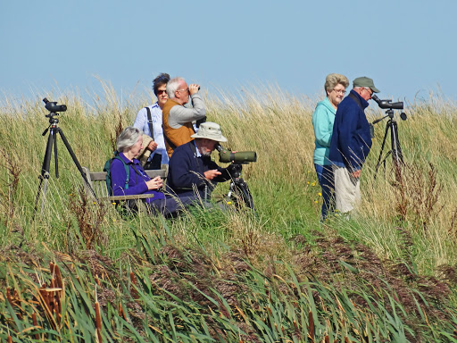 17.  Imagine, then, that, like I did as a child, you’re sitting patiently in a hide at Cley Marshes. You may not see 100 pelicans descend at once. But even a couple, soaring on 3 metre wings, may be the finest thing you’ve ever seen. They'd then soar off, back to the colony.