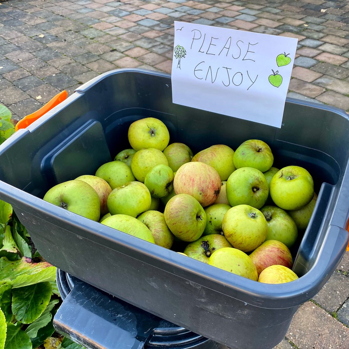 flop0t's tweet photo. Fresh, free, juicy apples for anyone passing by โบ๏ธ ๐ I adore having an apple tree in the garden #villagelife #freeapples https://t.co/lhTPD3ya7Q
