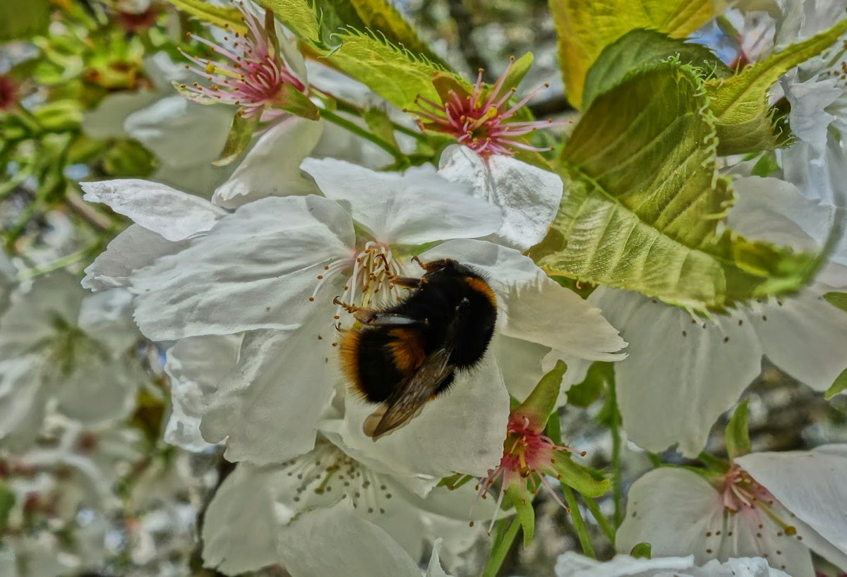 Kath_Baldock's tweet photo. Fully-funded @NERCscience #ONEPlanetDTP PhD studentship @NUGeog examining the importance of urban trees for #pollinators. With me, @Mark_A_Goddard @DarrenMarkEvans @MatthewJ_Pound @GaultonRachel 

Deadline 18th January 2021

(photo credit @Nadinemi13)
https://t.co/0jKP3pvpL9 https://t.co/KkEcMC8ksF