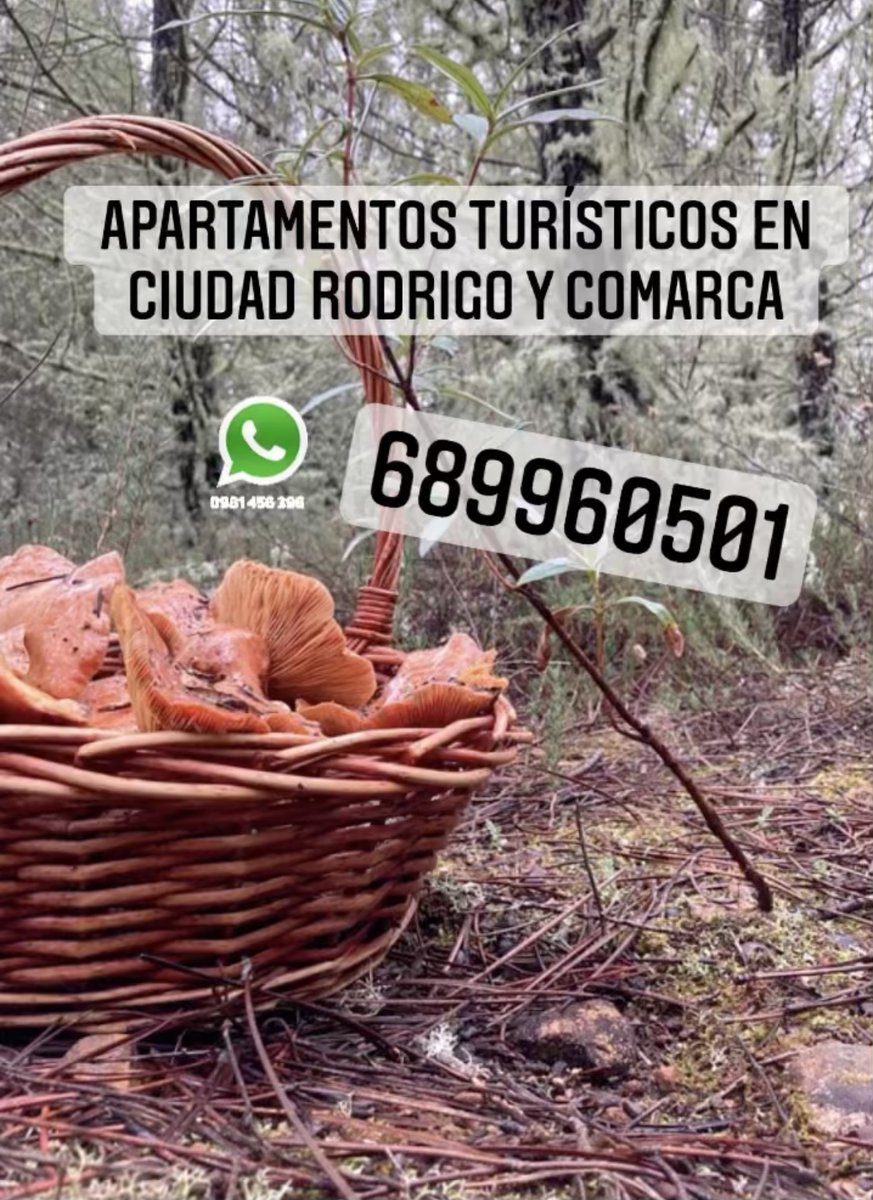 apartycasasvict's tweet photo. Delicatessen de otoño, no te los puedes perder, escapa de la Urbe y disfruta de la NATURALEZA #turismomicologico #apartamentosrurales #estanciasagradables #decubrenaturaleza #ciudadrodrigo #escapadafinde https://t.co/RlOzpSAT4c