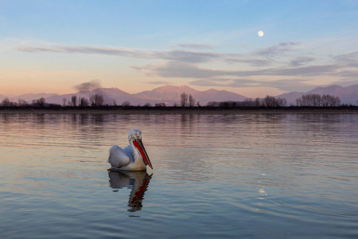 18. Over time, pelicans will integrate back into our avian community. Those who hate change & ambition will grumble. A few anglers who haven’t cottoned on to pelicans being lucrative for fishermen (as in Greece) will grumble too. The vast majority of the public will be entranced.