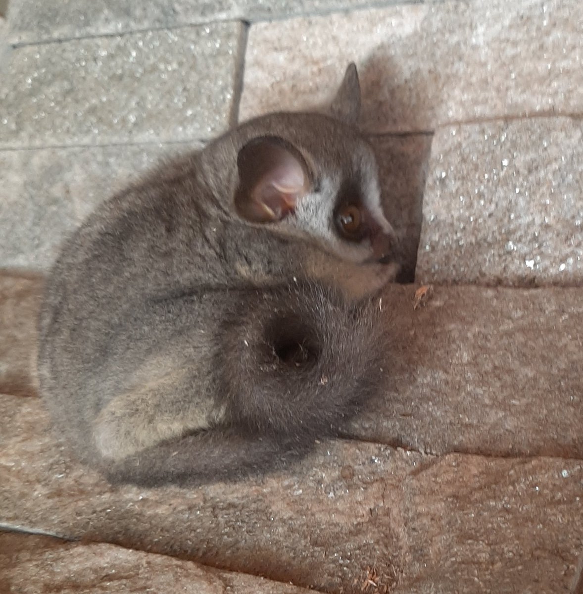 Met this little fellow over the weekend. He had not much to say though... African bushbaby, a cuteness overload!
#nature #africanwildlife #doinglife