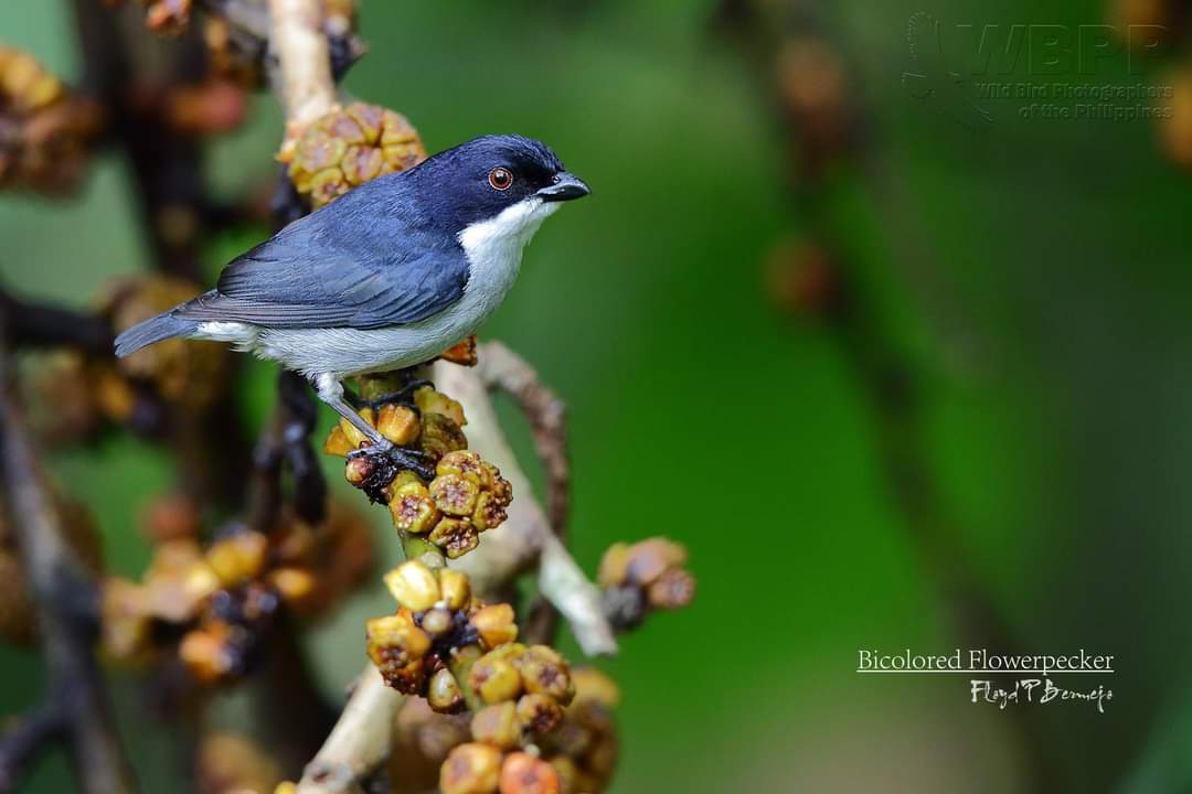 PhBiodiversity's tweet photo. Flowerpecker Day Friday! 

STOP THE NNNP ROAD OPENING PROJECT! Keep the forest intact! Protect the home of our wildlife and save more lives.

📸 Negros Bird Conservation Society - Kieron Tan, Floyd Pison Bermejo, Caloy Dionela,  and Godfrey Jakosalem. Salamat https://t.co/IYP2JlnRWc