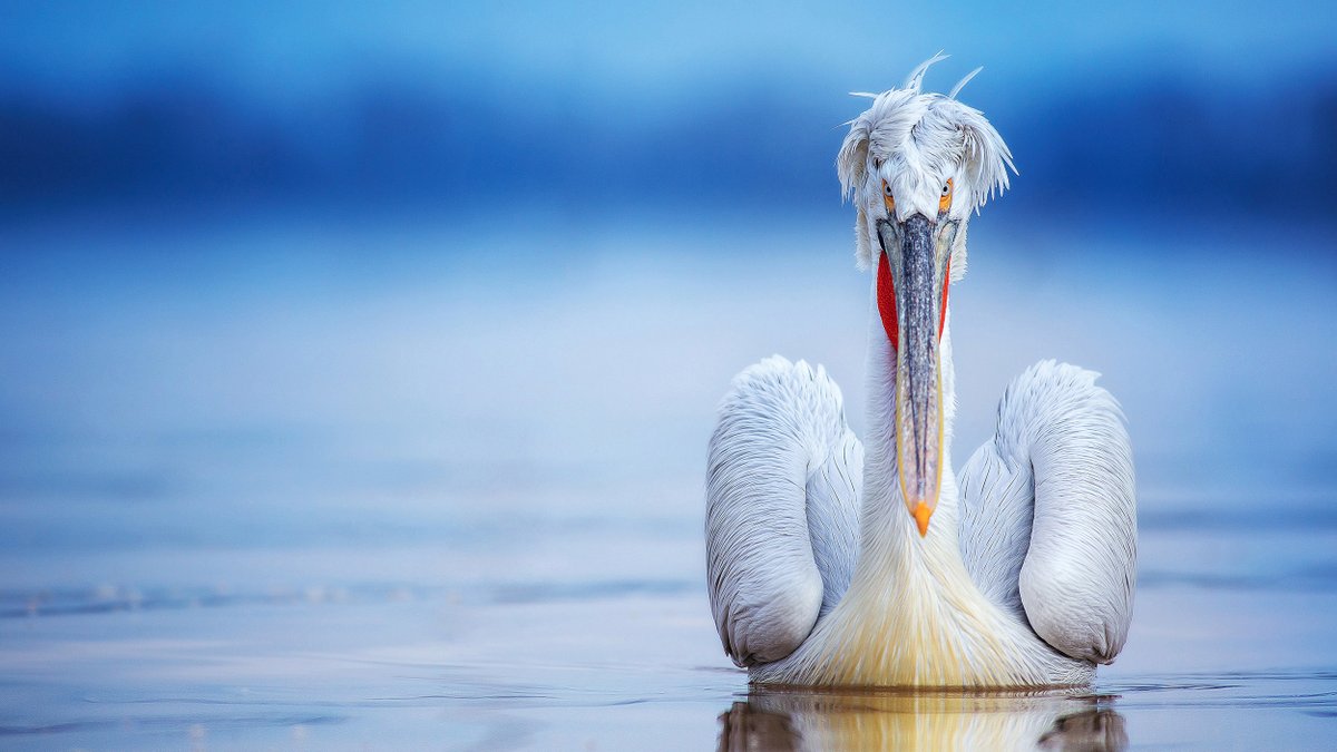 19.  Soaring effortlessly between the ever-growing marshes of East Anglia, dalmatian pelicans will become the crowning glory of conservation wetlands famous across the world. Their presence is likely to help enhance the protection of fish stocks; a flagship indicator species.