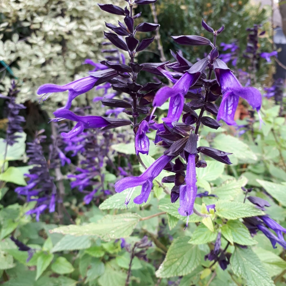 Who likes photography? 🙋‍♂️ Our beautiful #dreamhomeprizedraw flowers are beginning to fade in these winter months 😍🍁 What would you plant if you won this #dreamhome?  bit.ly/2GGOd98 

#photography #WinterGarden #Competition #prizes