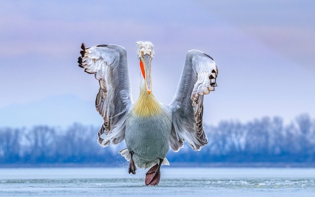 20.  Radical as this idea may seem, remember that Russians & Americans, Australians & Greeks, look out, each day, on birds whose wings blacken the sky. We simply cannot fail to bring back Dalmatian Pelicans to our marshes. They were, and could be again, our greatest living bird.