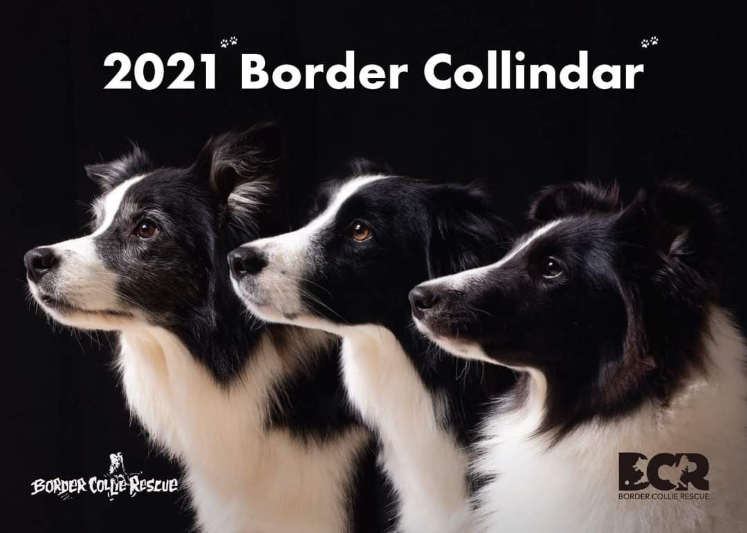 rescue border collie