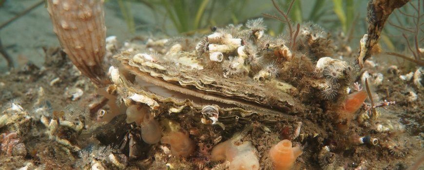 NatureTodayNL's tweet photo. Belang van schelpdierriffen op de Europese kaart https://t.co/h1FyOHB1fi https://t.co/gYl1epzSTw