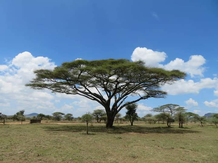 Have you ever been to Africa's Leading National Park???
#serengeti
#greatmigration 
#wildebeest 
#mararivercrossing 
#booknow 
Your next getaways
info@sensenatureadventures.com
sensenatureadventures.com