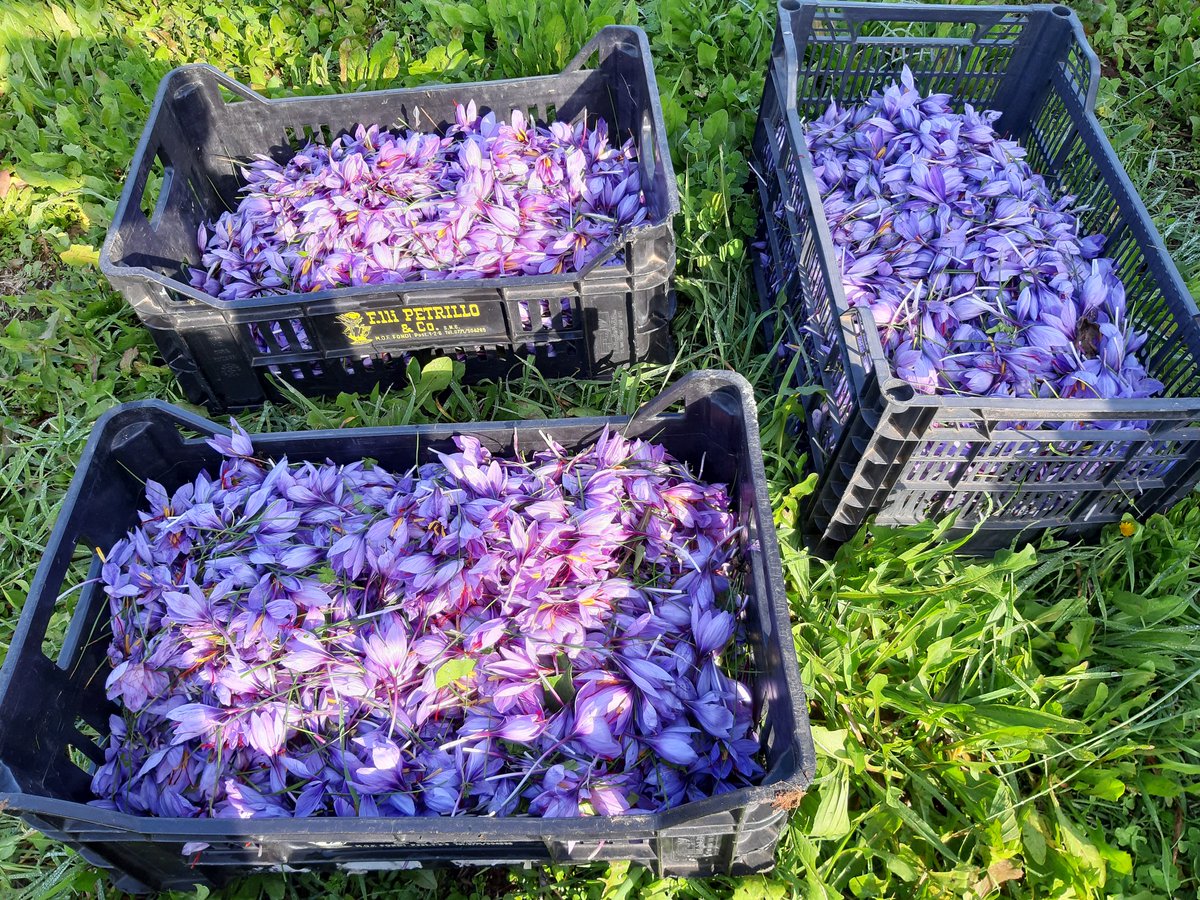 ZafferanodiNepi's tweet photo. This mornings flowers are perfect and splendid full of aroma and beautiful colours #flowers #gourmet #madeinitaly #spices #organic #chef https://t.co/YKwvqXfpGJ