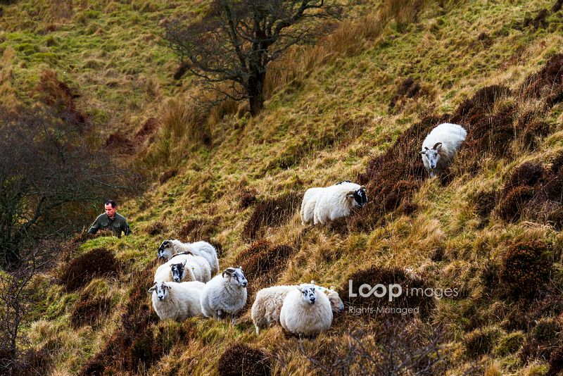 LoopImages (@loopimages) on Twitter photo A shepherd and his sheep in the hills on the Isle of Skye <a href="/BillAllsopp/">BillAllsopp</a> #isleofskye #sheep #farmer #shepherd #flock #hills #climb #rugged #follow #scotland #hillfarmer #livestock #extreme #steep #grazing #heather #upland #countryside A shepherd and his sheep in the hills on the Isle of Skye <a href="/BillAllsopp/">BillAllsopp</a> #isleofskye #sheep #farmer #shepherd #flock #hills #climb #rugged #follow #scotland #hillfarmer #livestock #extreme #steep #grazing #heather #upland #countryside
