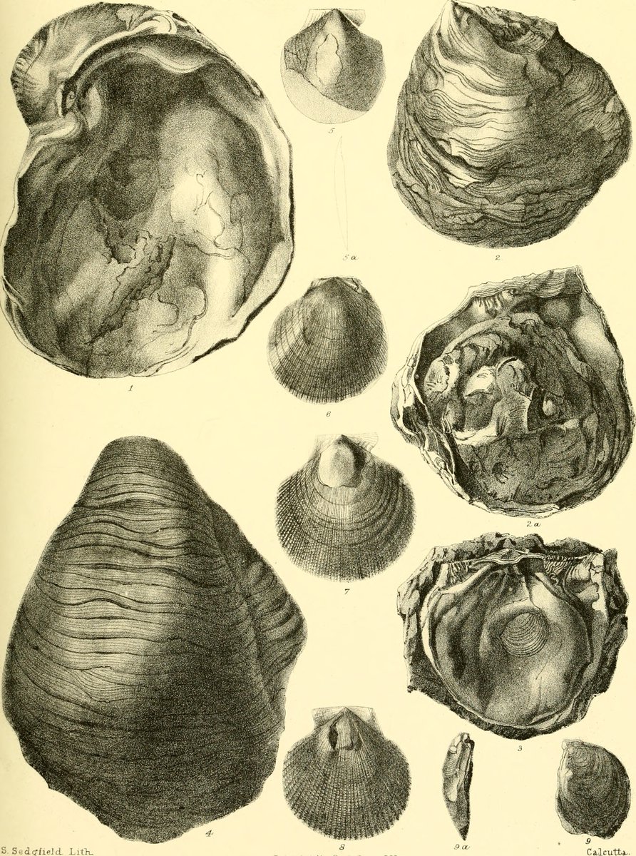 Fossils are the dead remains/evidence of past organisms. Burrows, footprints & poo can also be preserved as  #fossils. #India has a legacy of ancient marine creatures, dinosaur bones/eggs & rare hominin (modern human) fossils. #FossilFriday thread on some of India's relics: