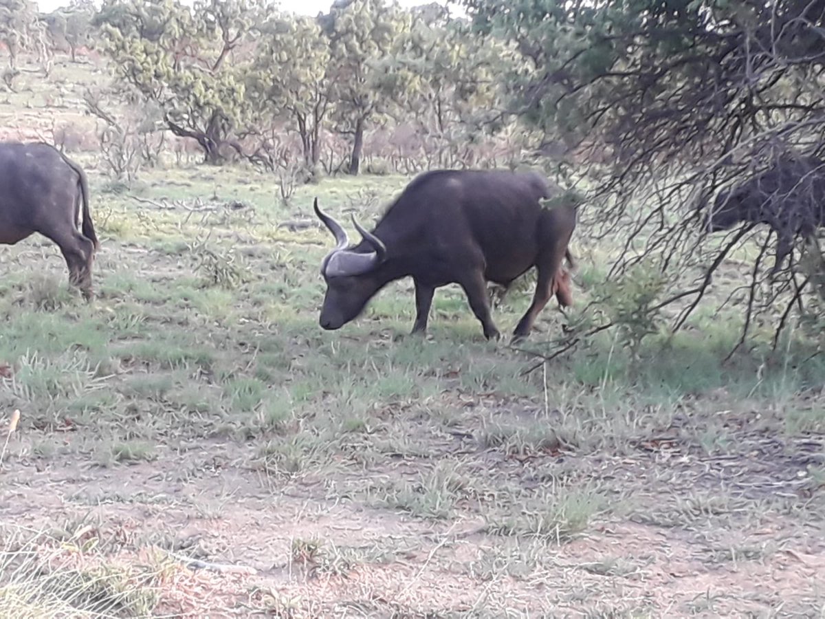 HarmamTravel's tweet photo. Weekend break cooking what better way than xplore South Africa #Safari #weekendvibes #visitsouthafrica https://t.co/fgv4J9mdSe