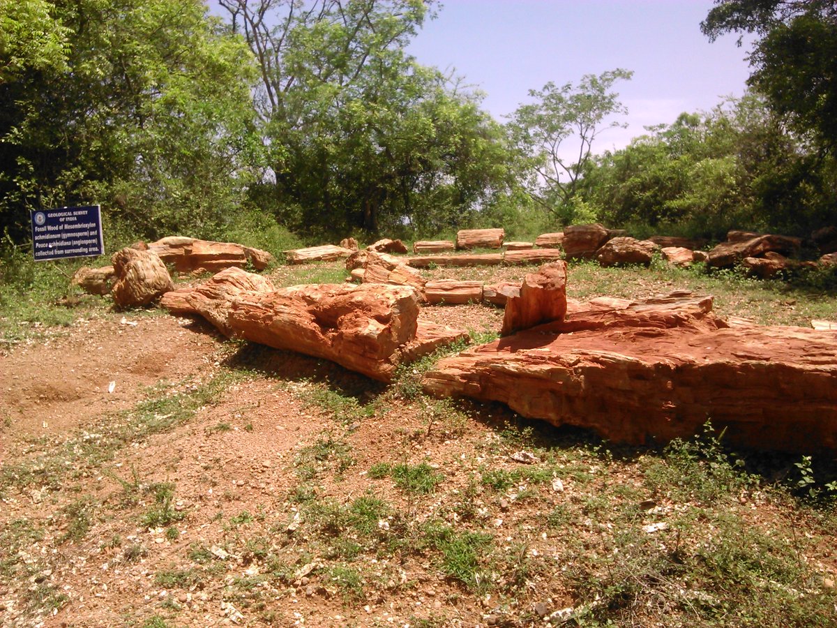 1. Petrified forests, Thiruvakkarai & Sathanur, Tamil NaduThe word 'petrified' means turn to stone. ~20 million years ago/mya these tree trunks were submerged in a swamp & their cellulose was replaced by silica - a rock forming mineral.Ranjith Kumar Inbasekaran (CCBY-SA)