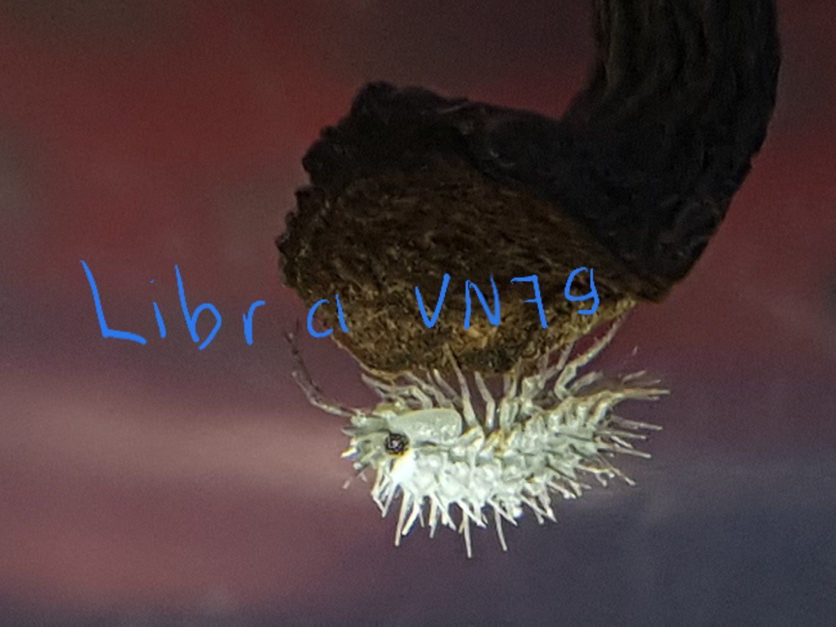 StreetshopQN's tweet photo. new Isopod from VietNamese,ricegrain
#ダンゴムシ #cubaris #cubarissp #cubariscaramelcrystal #cubarissprubberducky #isopods #isopod #isopodsofinstagram #pillbugsofinstagram #pillbug #porcellio #merulanella #arachnoboards #exoticpets #rolypoly #pillbug #pillbugs #vivarium #isopoda https://t.co/8UgfFeOhdg