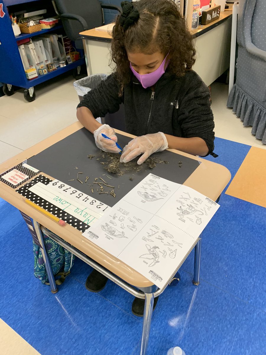 CCSPrincipal's tweet photo. #CCSScience
Discovering owl pellets after reading Owls In The Family https://t.co/9C1NVxlvX8