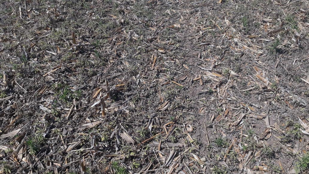 AgroProdas's tweet photo. Recorrida de Ensayos:
Barbecho largo y corto para soja de la mano de @MartinMarzetti
Excelente trabajo👏👏👏
..
..
📍Galvez, Santa Fe
...
#Spider #Ligate #Texaro
#SpiderXtra #LigateBesty
@cortevaarg
#ProdasAgro
🌱🌱🌱🌱🌱🌱🌱🌱 https://t.co/w2ERjqRJYY