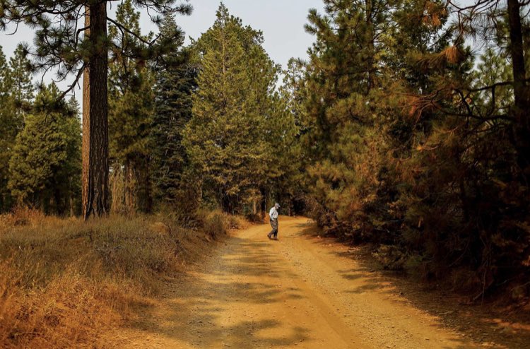 A stretch of the Ponderosa Way ran through Paradise and Butte County. @gabriellelurie & I visited with a man who’s spent decades trying to revive a section of the orphaned firebreak, but no agency wants to shell out the $$$ to maintain it. https://www.sfchronicle.com/california-wildfires/article/An-800-mile-firebreak-once-protected-15713546.php