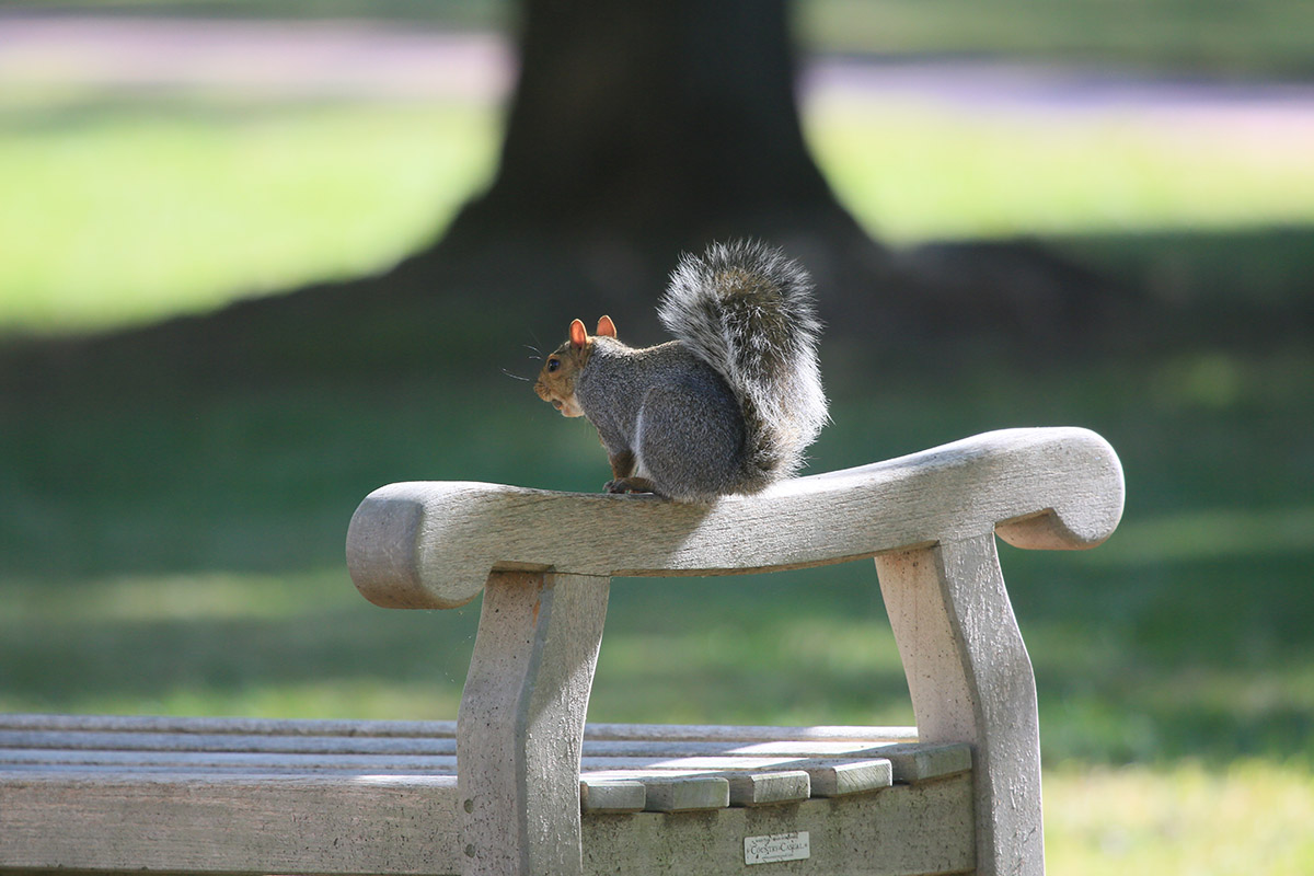 wmsquirrel's tweet photo. Hats off to all @williamandmary students! Whether you are studying in person, remotely or taking blended courses, this semester has been a balancing act. But you have made it through and today is #wmLDOC. Congratulations on completing a semester like no other! You're Rockstars! https://t.co/Tv1QnLf9Fr
