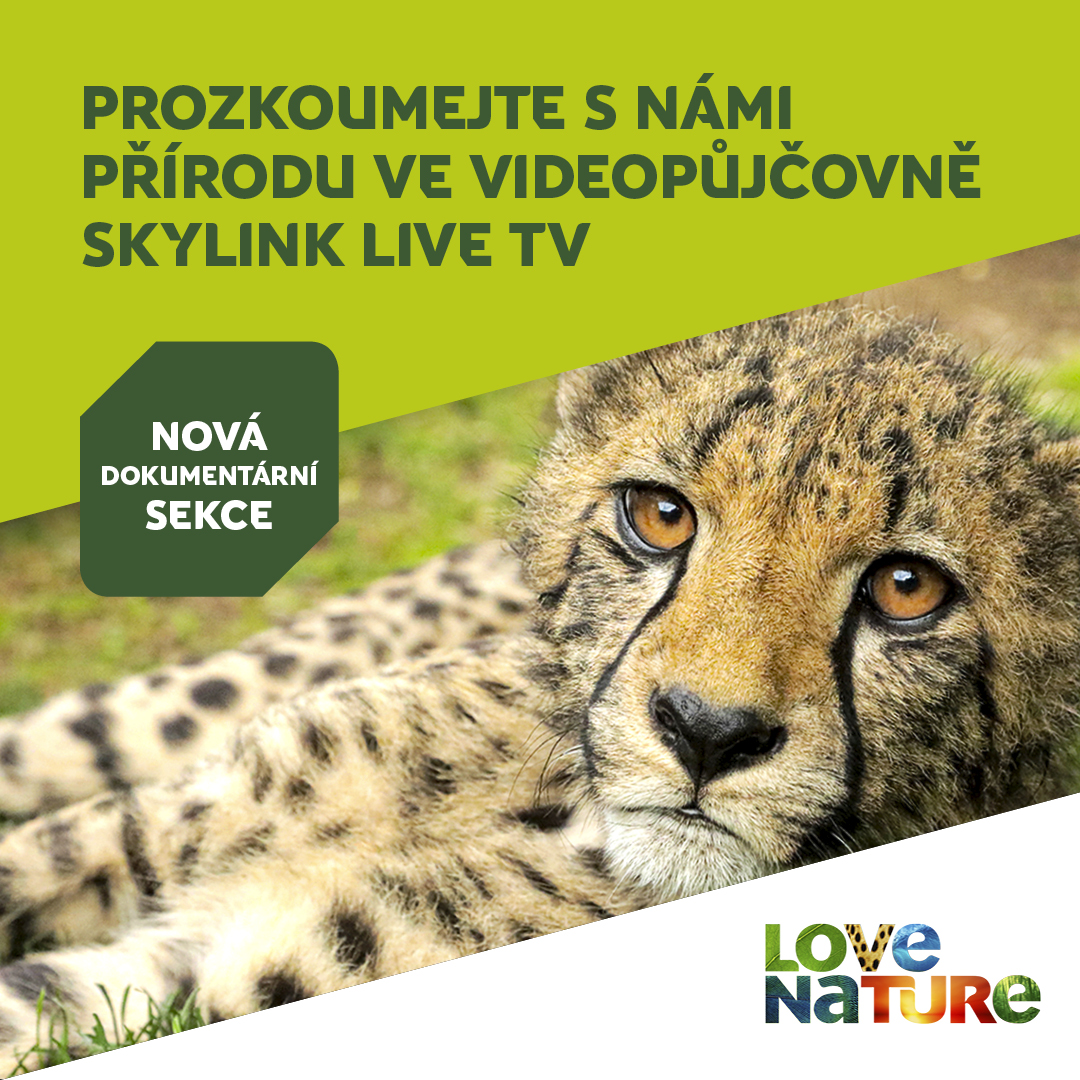 Pro všechny milovníky přírody máme skvělou zprávu. Do naší videopůjčovny Skylink Live TV přibyla nová dokumentární sekce <a href="/LoveNature/">Love Nature</a>.🦧🐘