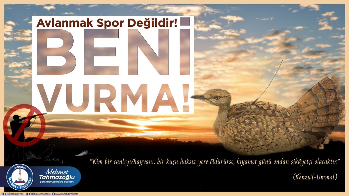 7 yıl aradan sonra ilk kez görülen Yakalı Toy Kuşu, avcılar tarafından öldürüldü.

Nesli tükenmekte olan Yakalı Toy Kuşu, daha önce yorgun halde bulunduktan sonra bakımı yapılmış ve doğaya salınmıştı. 

Açık ve net olarak #avcılıkcinayettir
