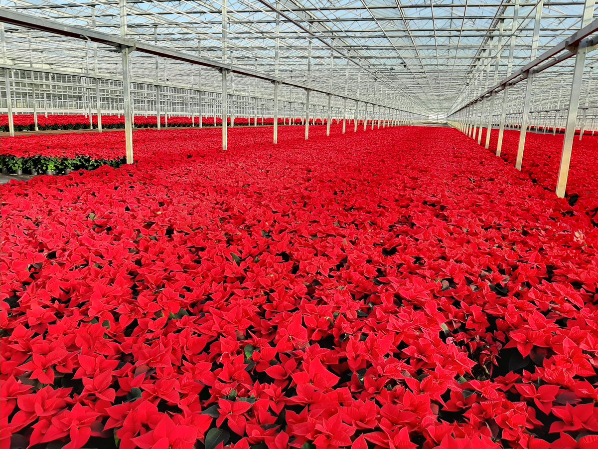 SaarloosR's tweet photo. Samen met #vanIperen #patricksmid mooie Kersterren gezien in Ens en Emsburen.
Biologie doet zijn werk en wittevlieg is onder controle!
Klaar voor de kerst met Wit en Rood! https://t.co/FNDLawsBVS
