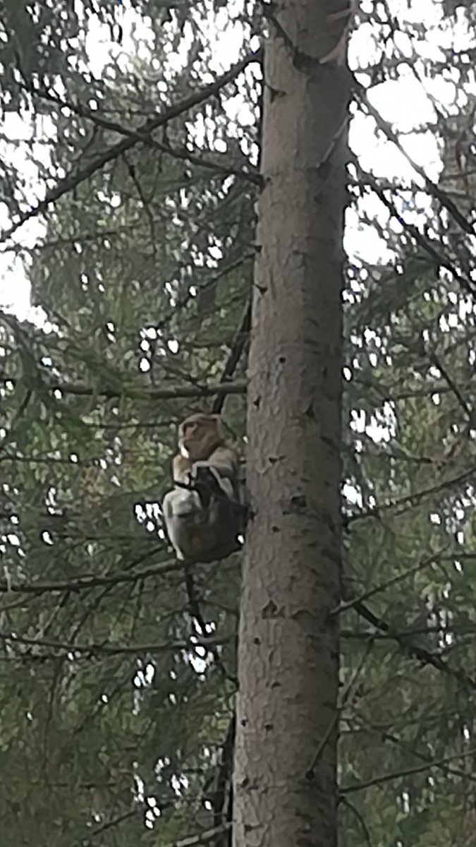 sarabossert's tweet photo. Willkomme zu: Sache wo min Papi während de Pension erlebt und mit mir uf Whatsapp teilt. Part 1: Isch gester in Dütschland im Wald go spaziere when... https://t.co/JNAwlpHaFN