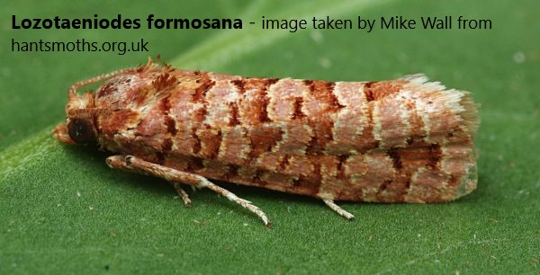 Group B:

Acleris literana
Yponomeuta evonymella
Agapeta zoegana
Lozotaeniodes formosana

Cast your vote in the poll tweet below by clicking on the name of the species you wish to vote for. 

Voting open for 4 days!