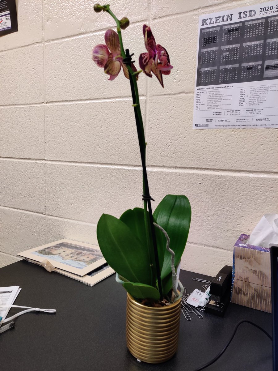 JFehlisLSSP's tweet photo. Thank you #KOHS for the lovely plant! https://t.co/sF6Qcc7lTv