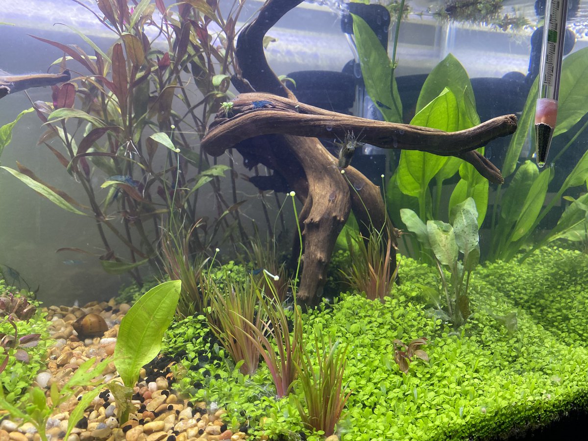 RealPastyLegs's tweet photo. The rest of my plants finally came in the mail yesterday (Rotala robustus ‘mini’, alternanthera reineckii ‘mini’ as well as eriocaulon king crimson) from @abc_plants and I’m very pleased!

My anubais plant is now starting to grow out of the water already
#aquatics #plants https://t.co/IAVJiIDxLc